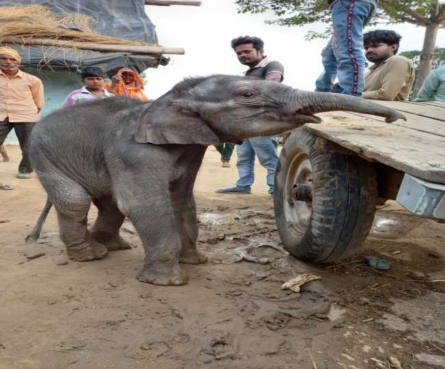 बिजनौर : झुंड से बिछड़कर गांव में पहुंचा हाथी का 'प्‍यारा सा' बच्चा, देखने के लिए जमा हुए लोग
