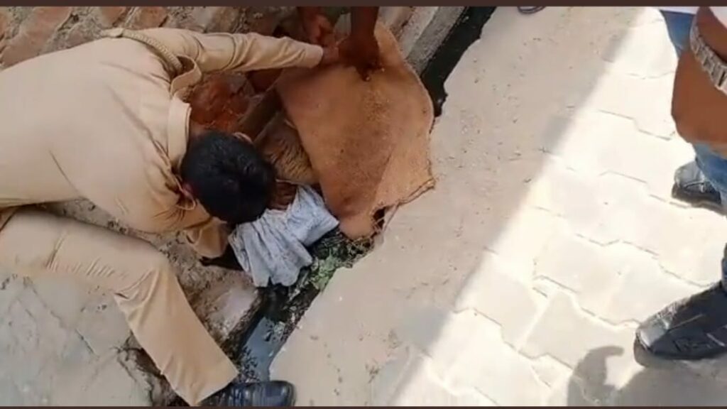 उत्तर प्रदेश: फतेहपुर में सिपाही ने पेश की मिसाल, बीच सड़क पर दर्द से तड़फती गर्भवती बंदरिया की जान बचाई, जानिए मामला, देखें वीडियो